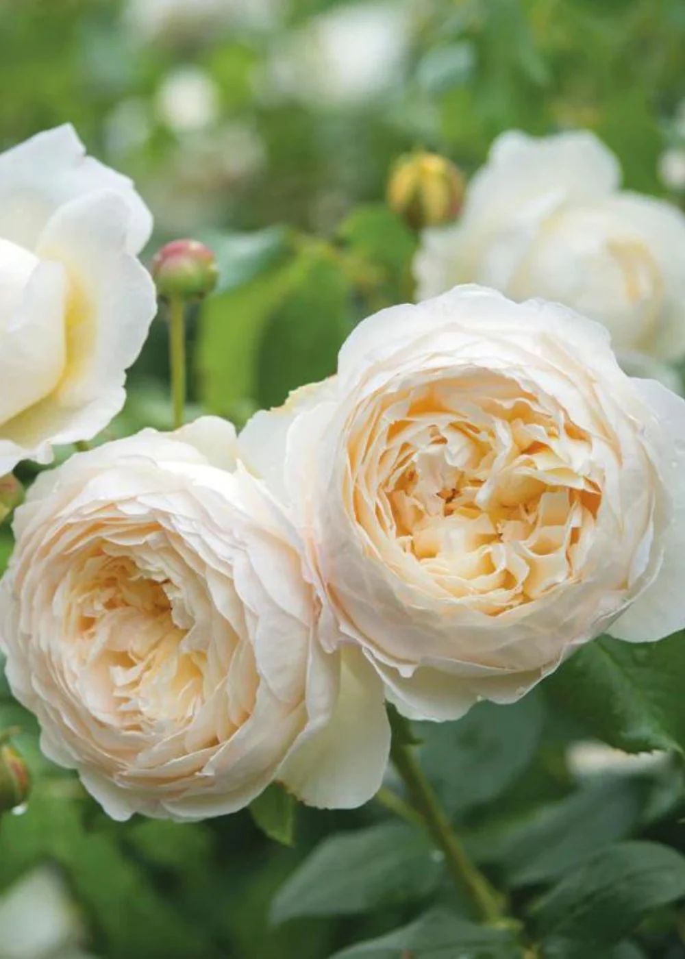 Claire Austin Climbing Rose Potted (Archived)
