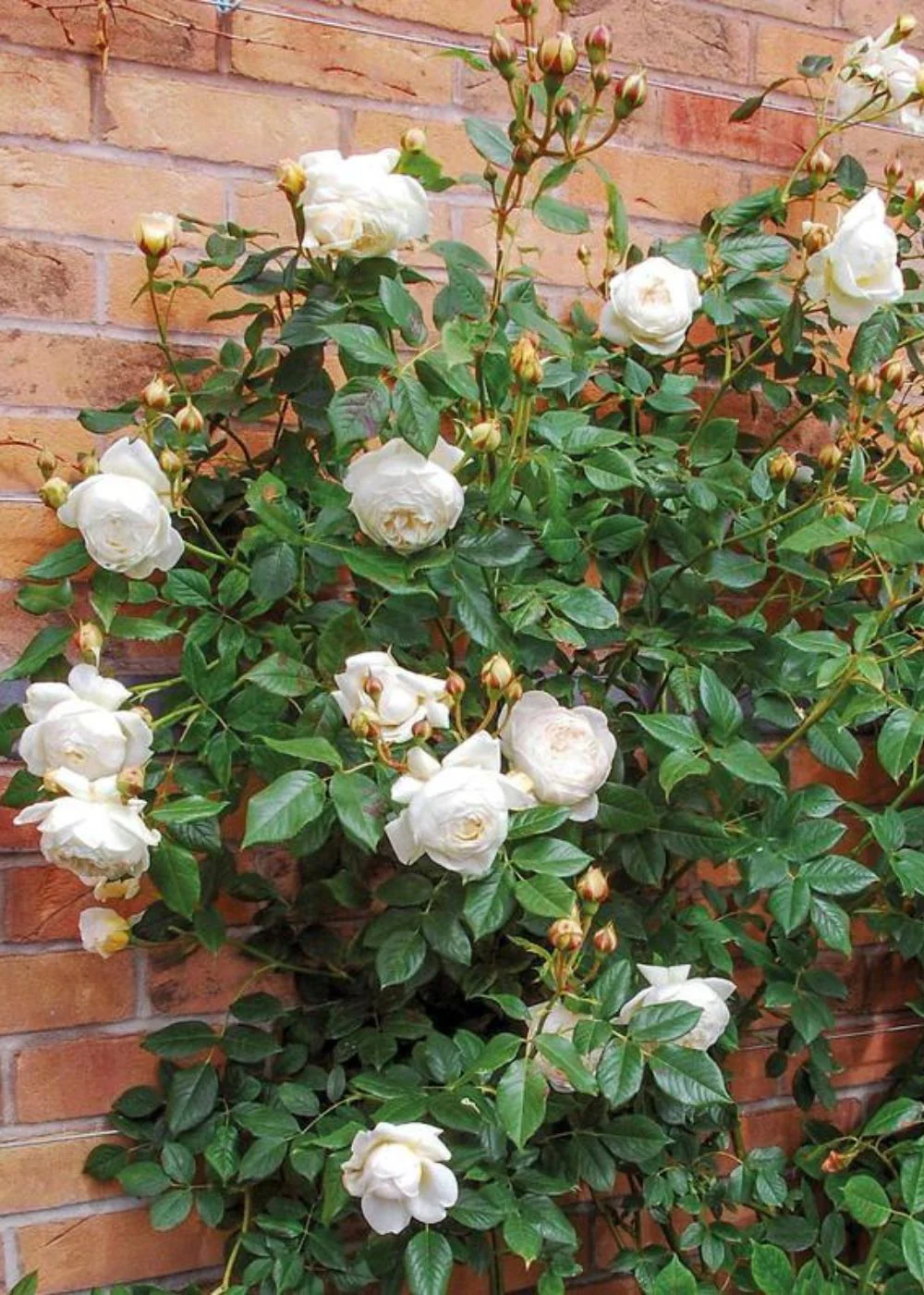 Claire Austin Climbing Rose Potted (Archived) - Image 2