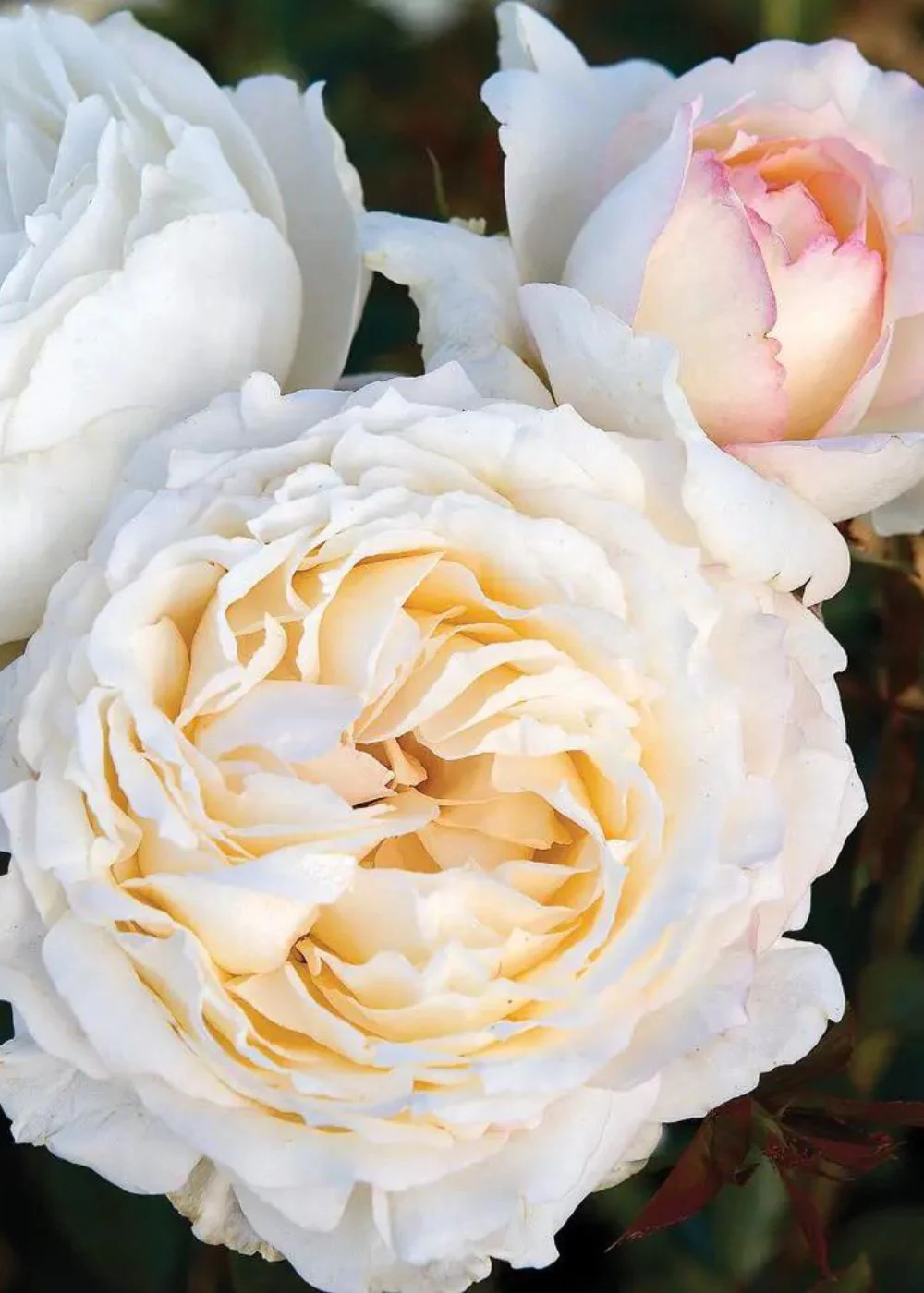 Classic Woman Rose Bare Root (Archived)