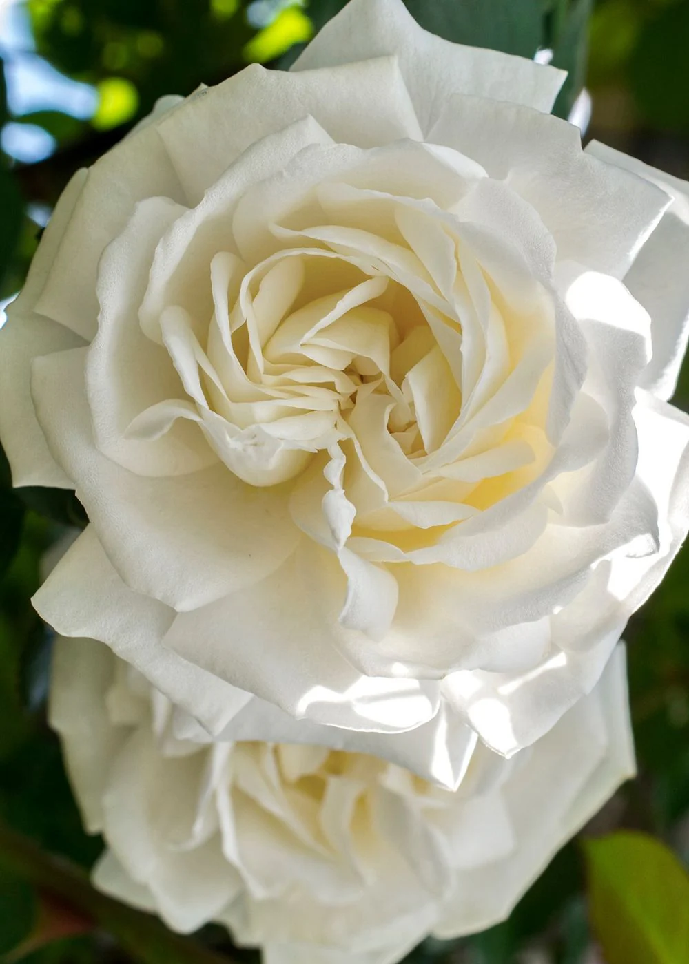 Cloud 10™ Climbing Rose Bare Root (Archived)