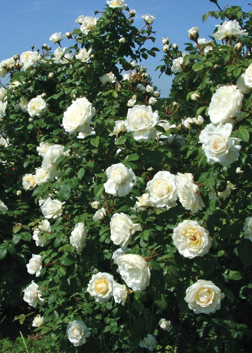 Cloud 10™ Climbing Rose Bare Root (Archived) - Image 2