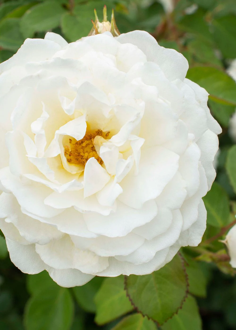 Cloud 10™ Climbing Rose Bare Root (Archived) - Image 3