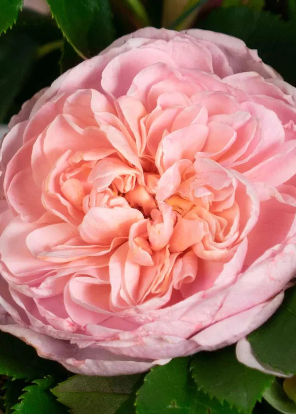 Colette⢠Climbing Rose Bare Root (Archived) - Image 2