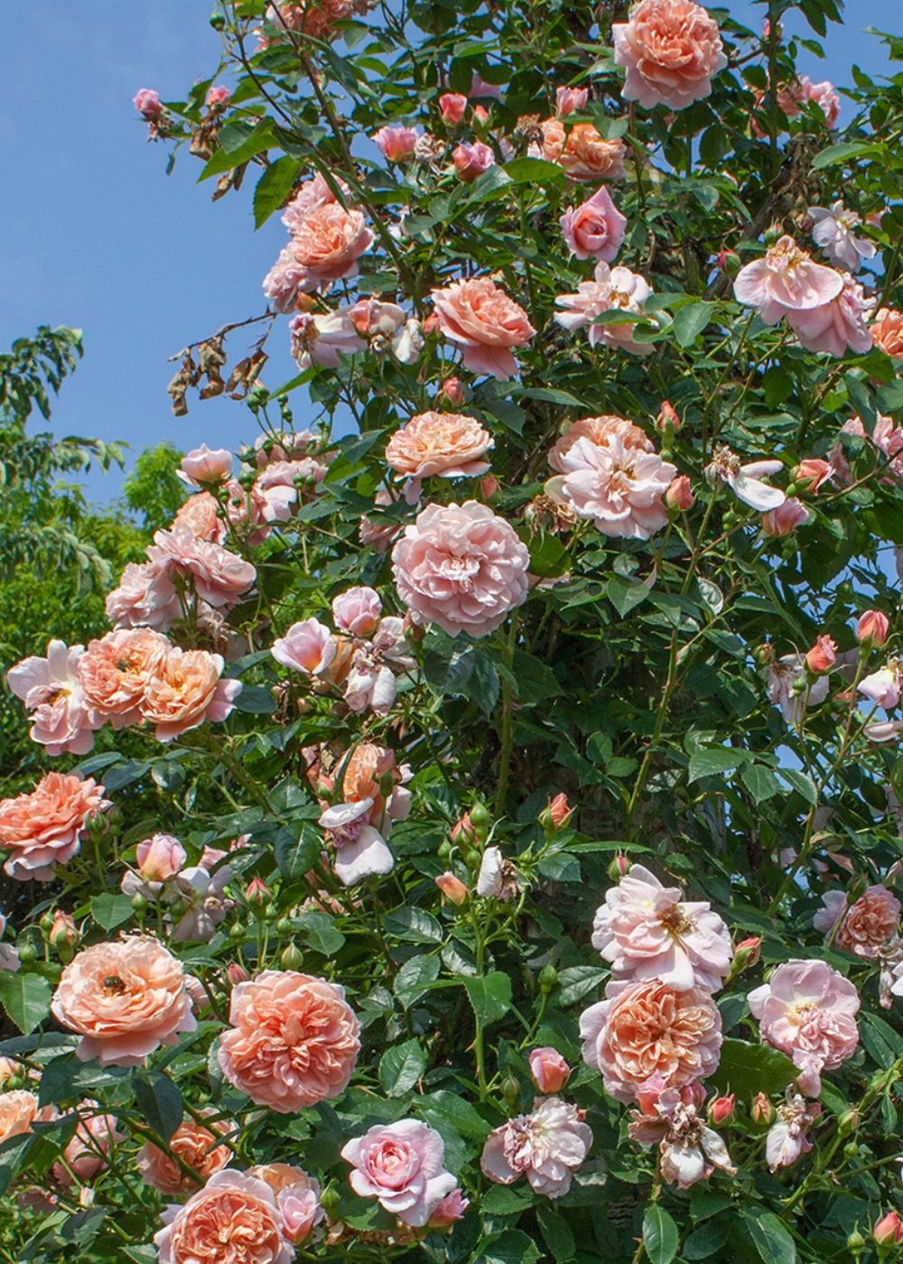 Colette⢠Climbing Rose Bare Root (Archived) - Image 3
