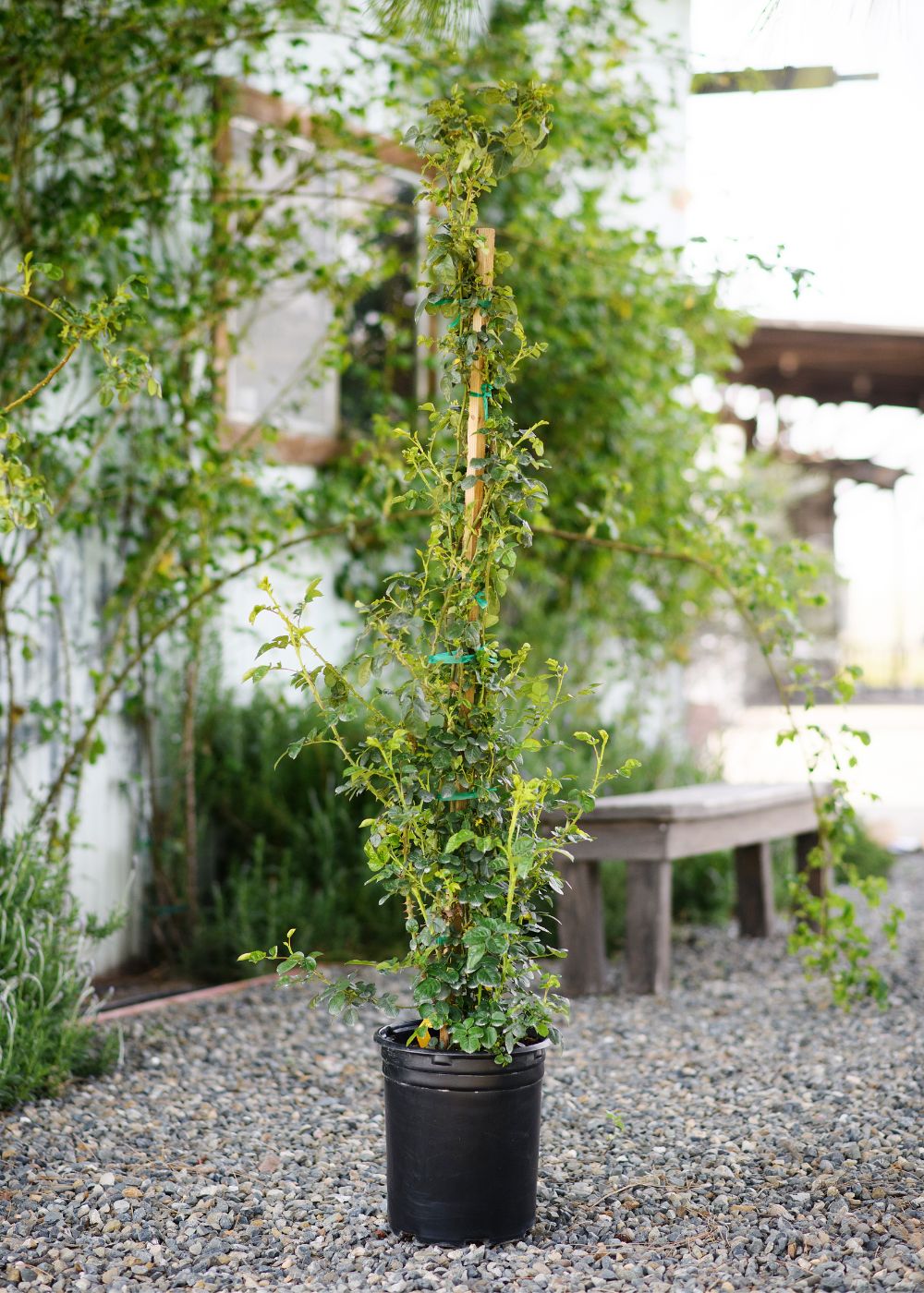 Colette™ Climbing Rose Potted - Image 5