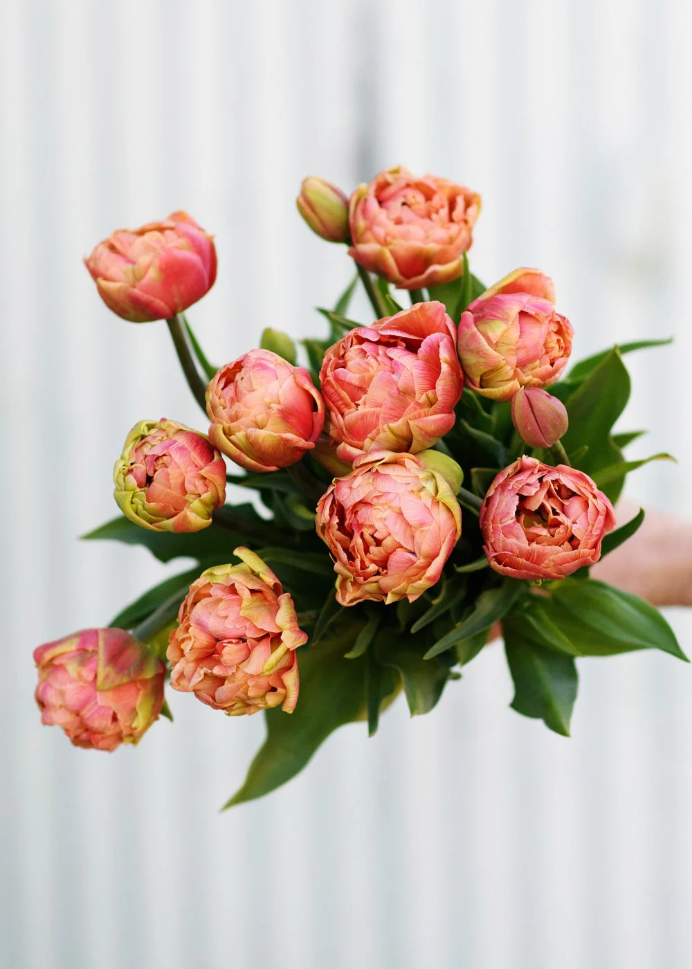 Pre-Cooled Copper Image Tulip Bulbs