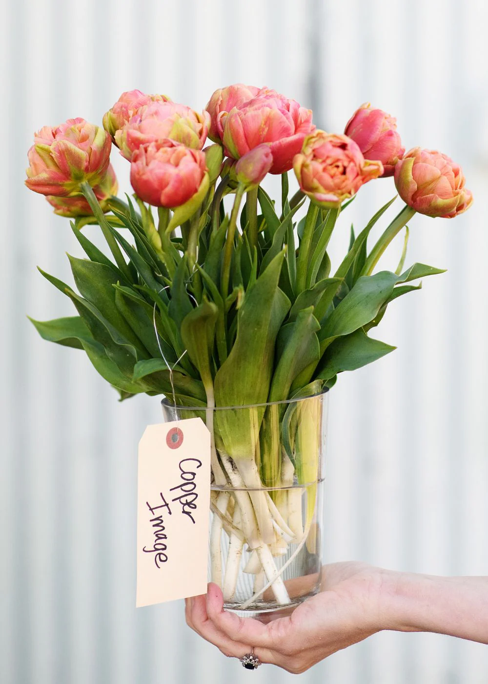Pre-Cooled Copper Image Tulip Bulbs - Image 2