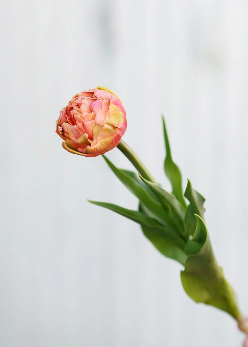 Pre-Cooled Copper Image Tulip Bulbs - Image 3