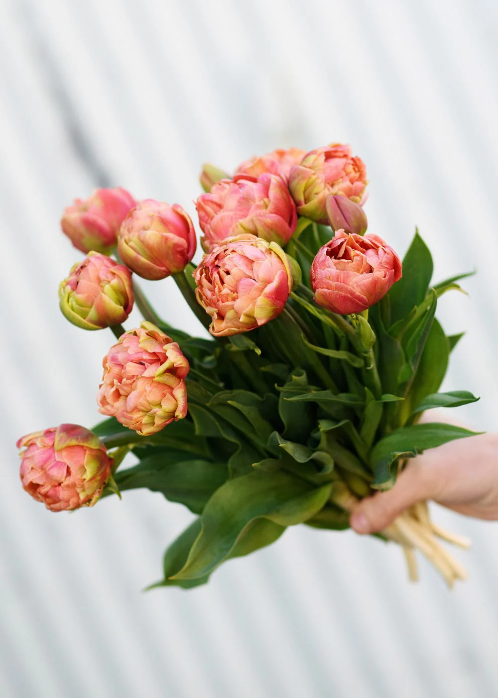 Pre-Cooled Copper Image Tulip Bulbs - Image 4