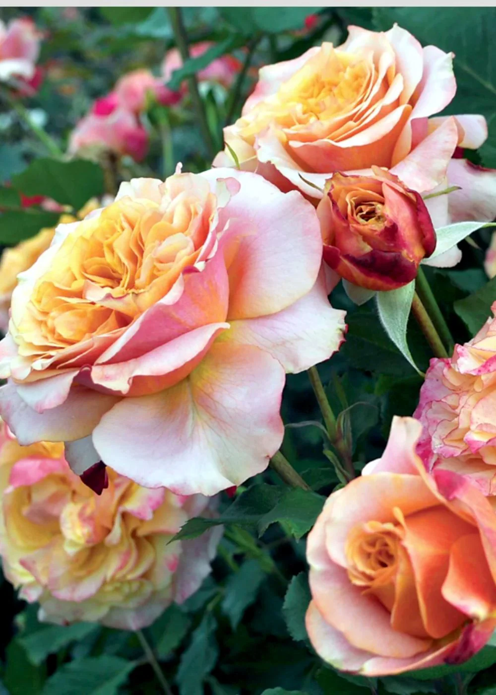 Crazy Love™ Sunbelt® Rose Potted (Archived)