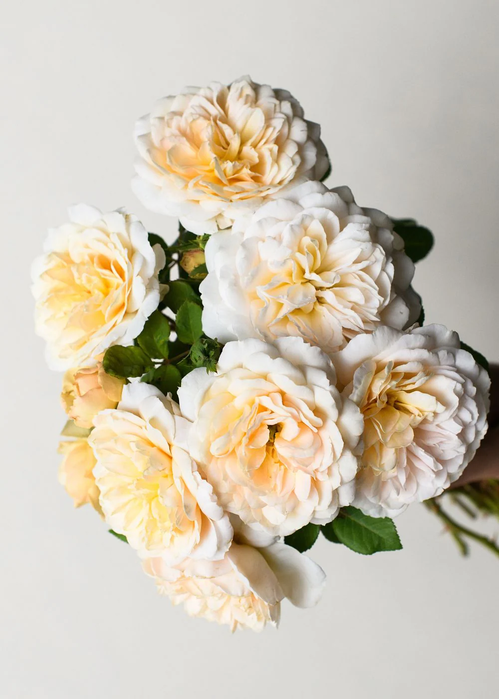Crocus Rose Potted (Archived) - Image 2