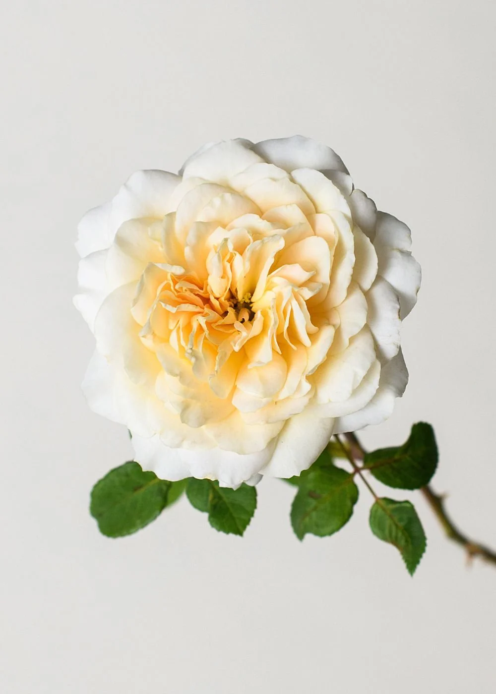 Crocus Rose Potted (Archived) - Image 4