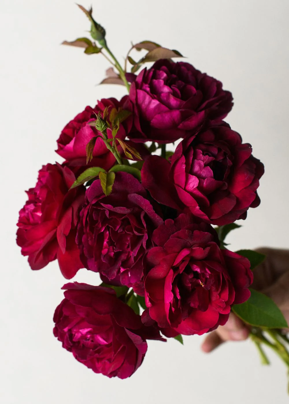 Darcey Bussell Rose Bare Root (Archived)