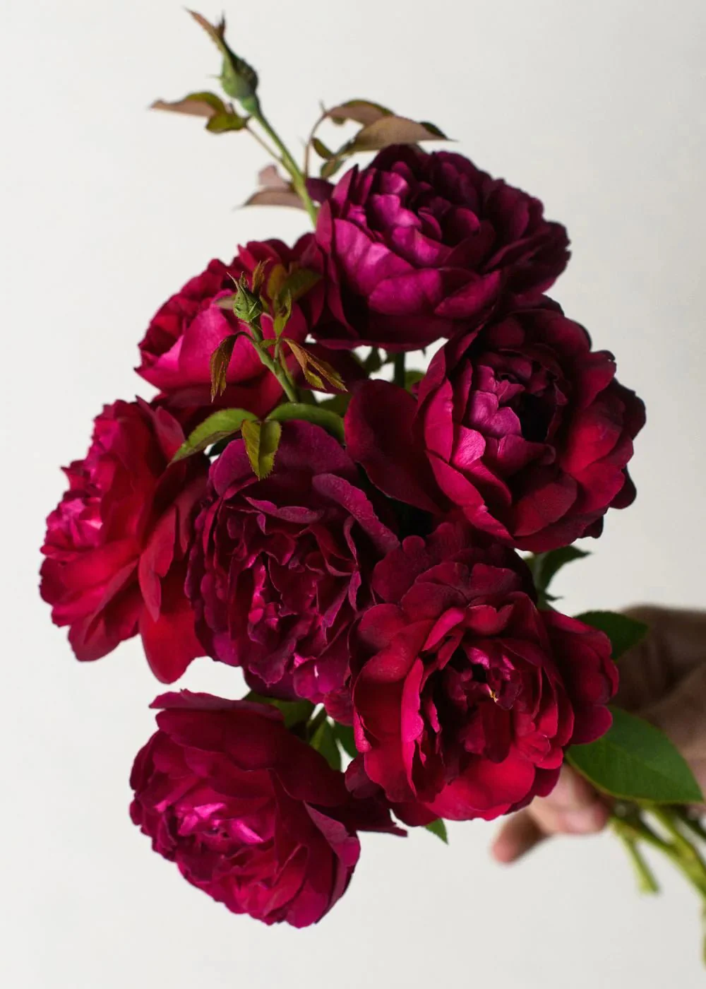 Darcey Bussell Rose Potted (Archived)