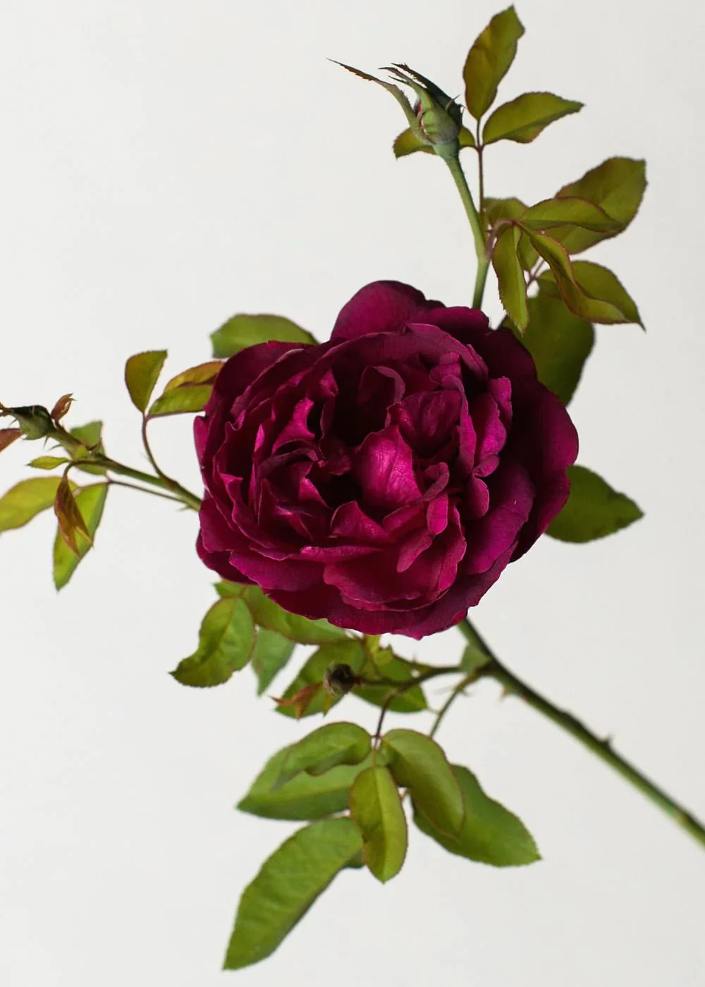 Darcey Bussell Rose Potted (Archived) - Image 2