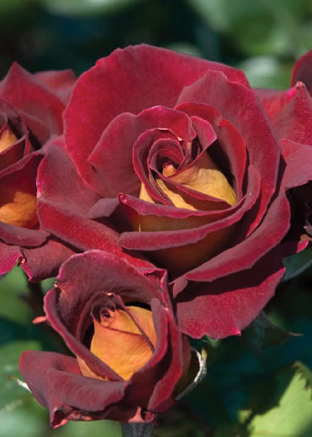 Dark Night™ Rose Bare Root (Archived)