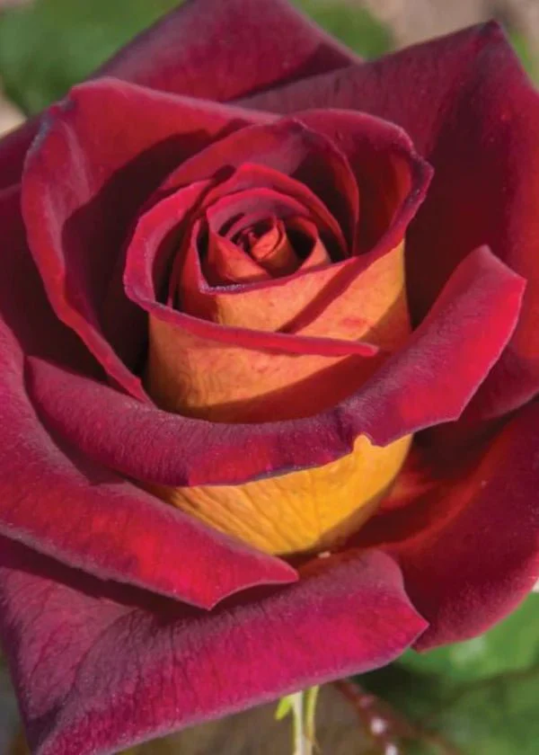 Dark Night⢠Rose Potted (Archived) - Image 2