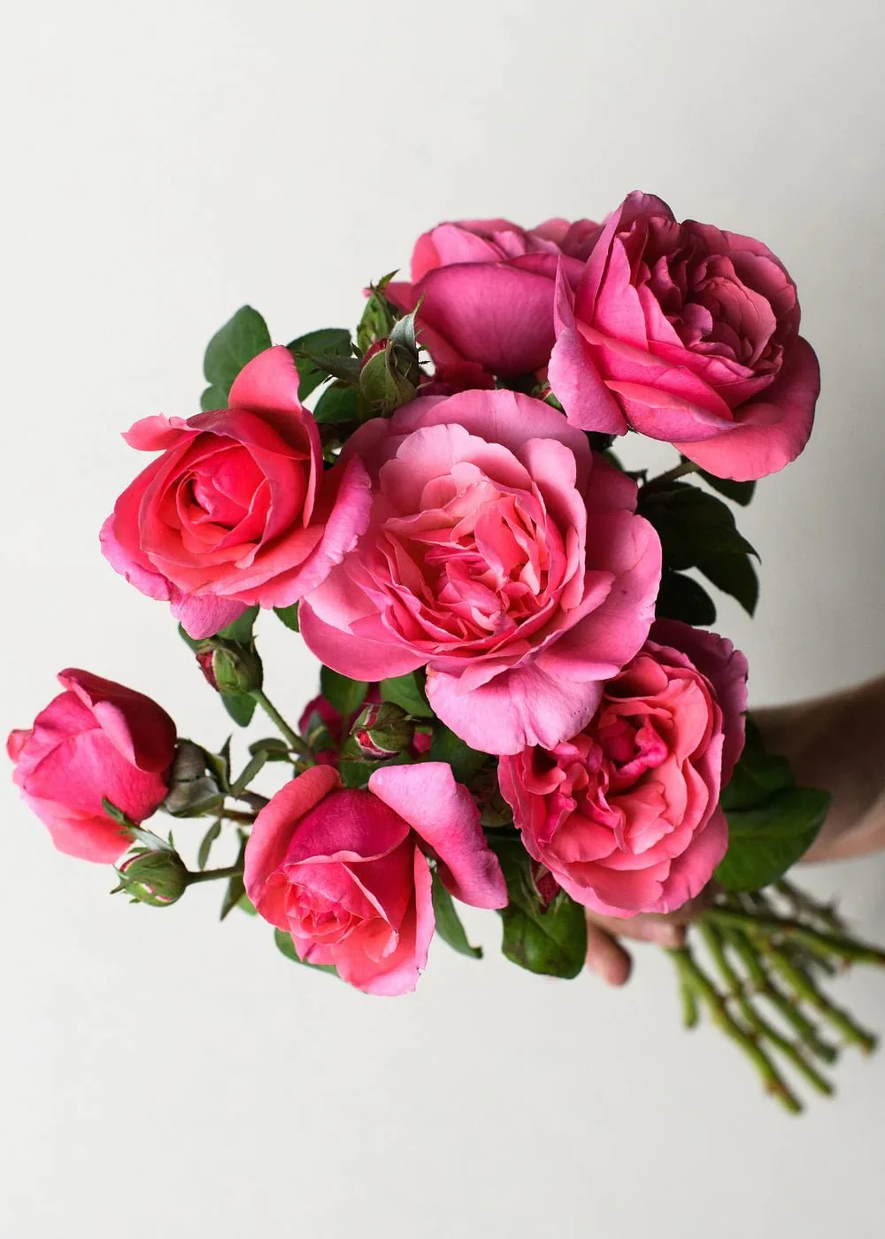 Dee-Lish® Rose Potted (Archived)