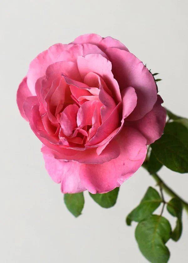 Dee-Lish® Rose Potted (Archived) - Image 2