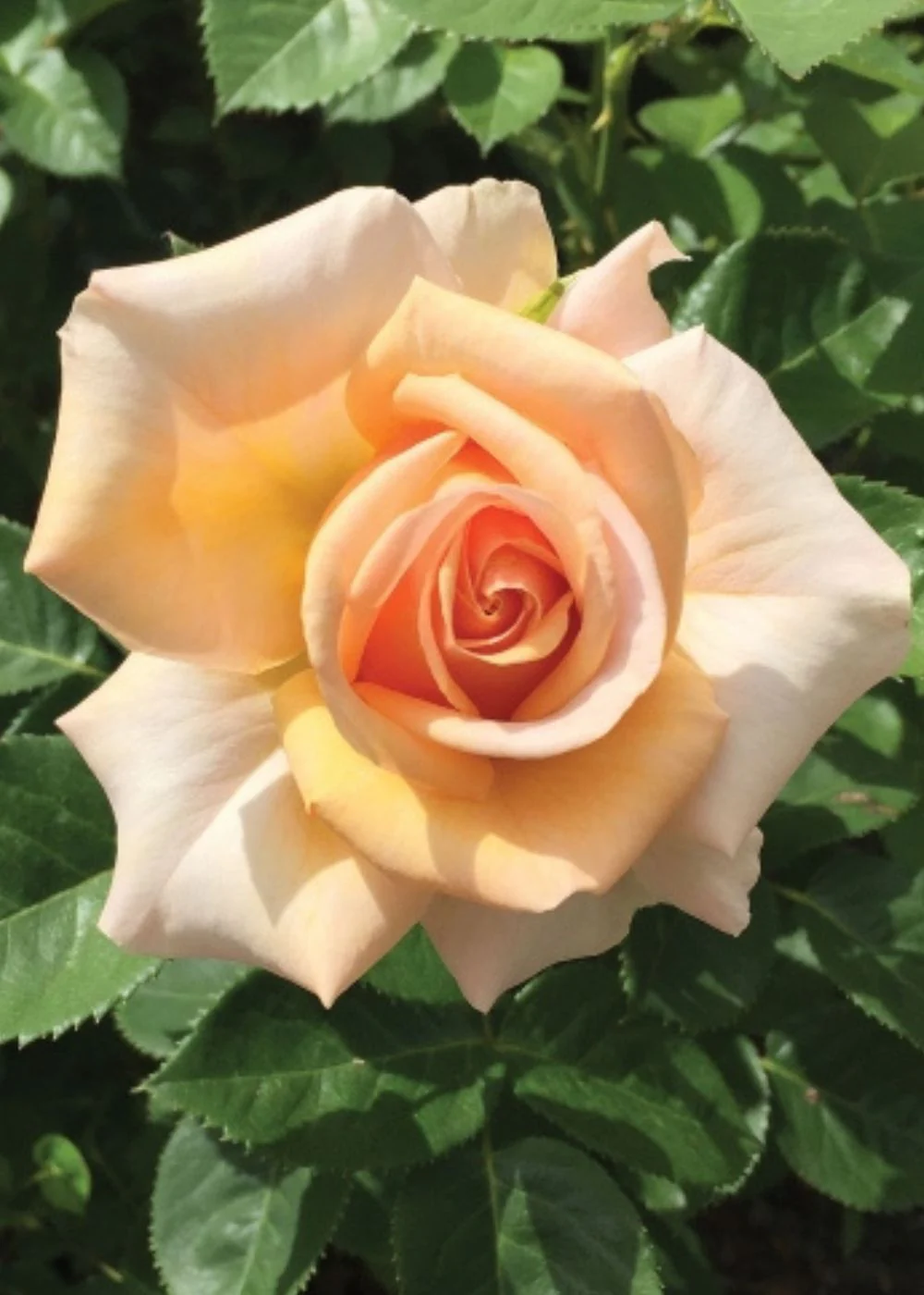 Devotion Rose Potted