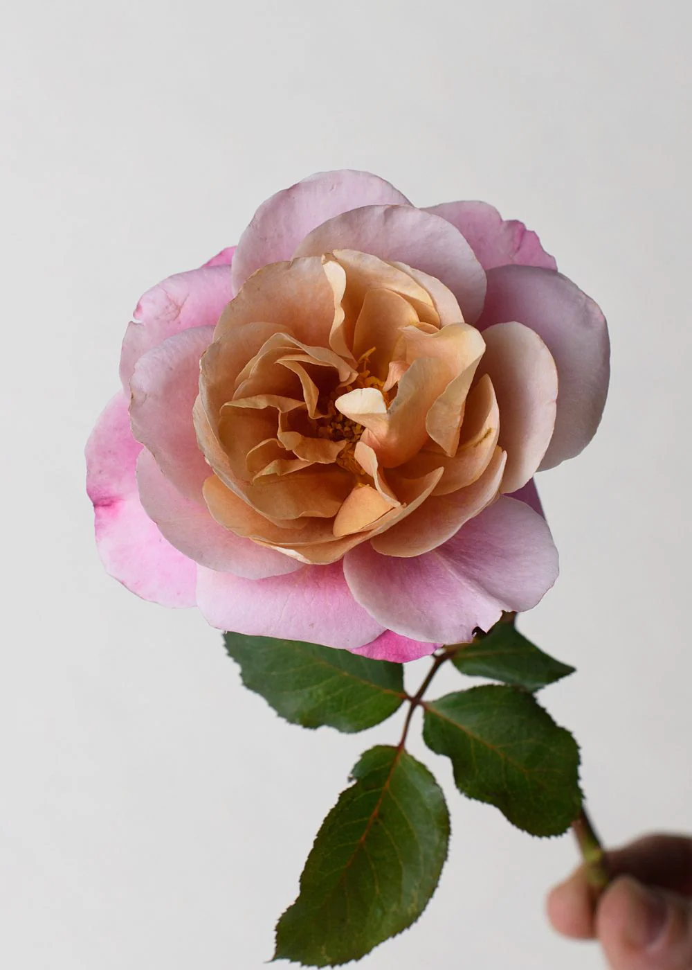 Distant Drums Rose Bare Root