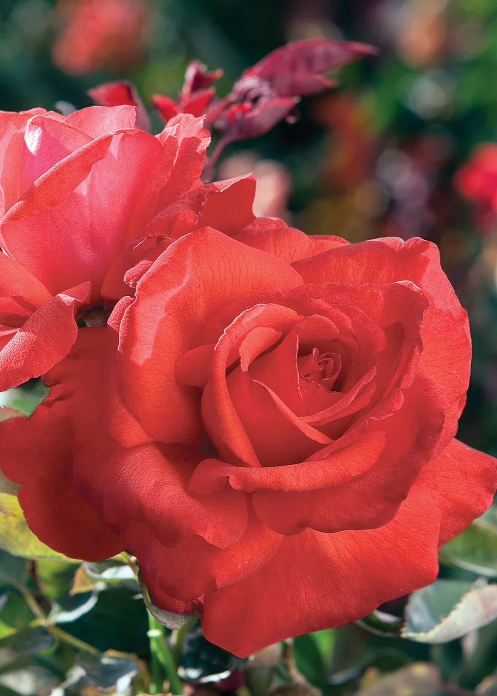 Dolly Parton Rose Bare Root (Archived)
