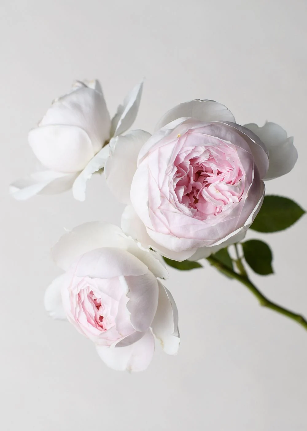 Earth Angel™ Parfuma® Rose Bare Root (Archived)