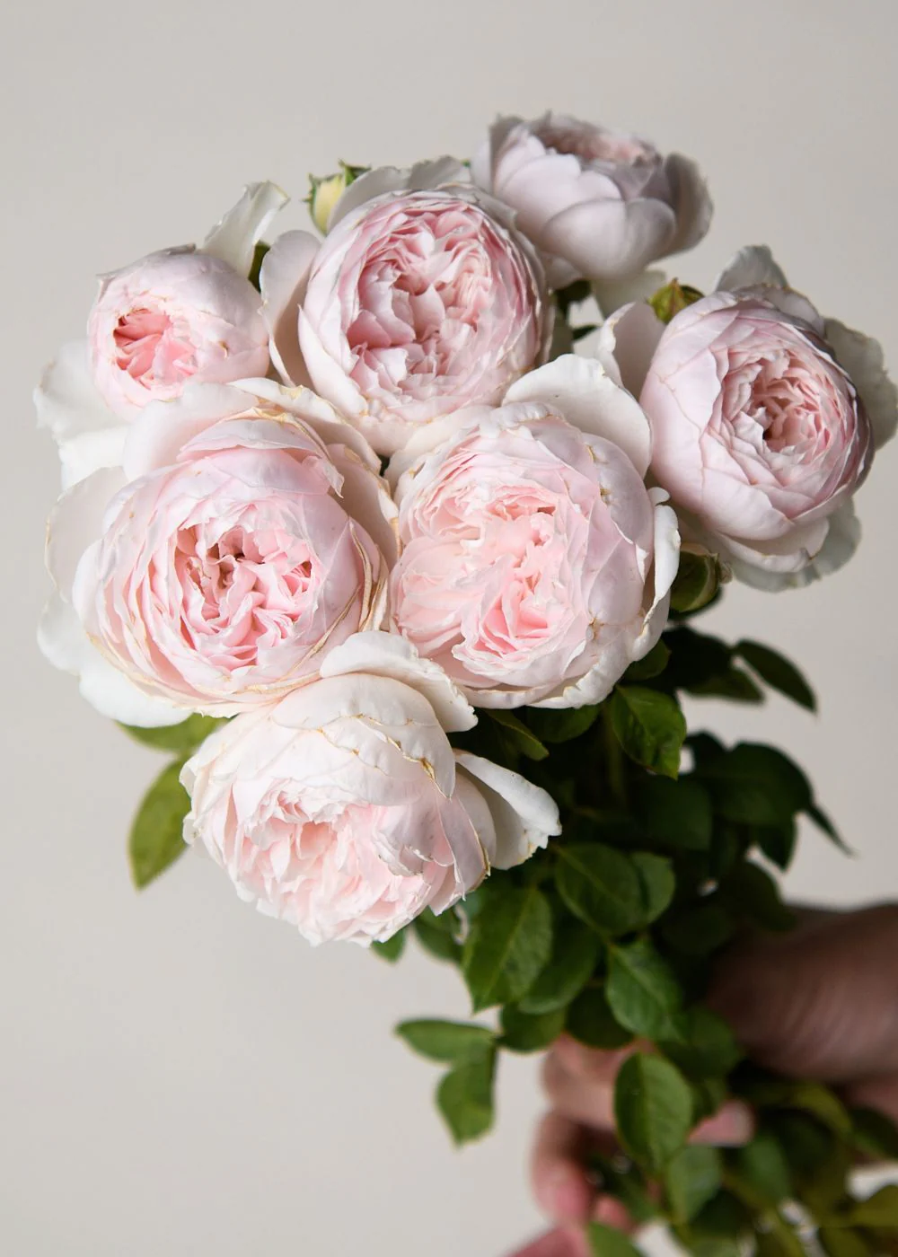 Earth Angel™ Parfuma® Rose Bare Root (Archived) - Image 2