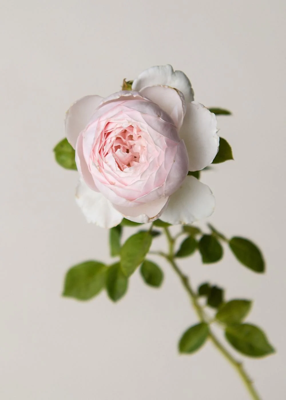Earth Angel™ Parfuma® Rose Bare Root (Archived) - Image 3
