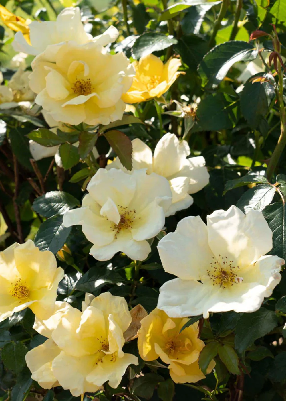 Easy Bee-zy™ Rose Potted