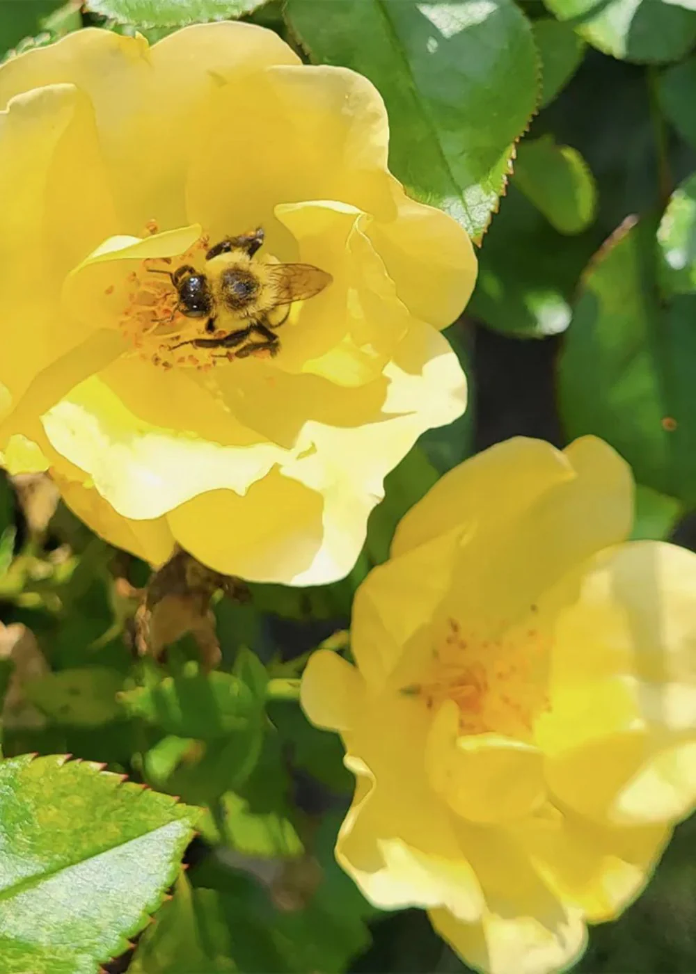Easy Bee-zy™ Rose Potted - Image 2