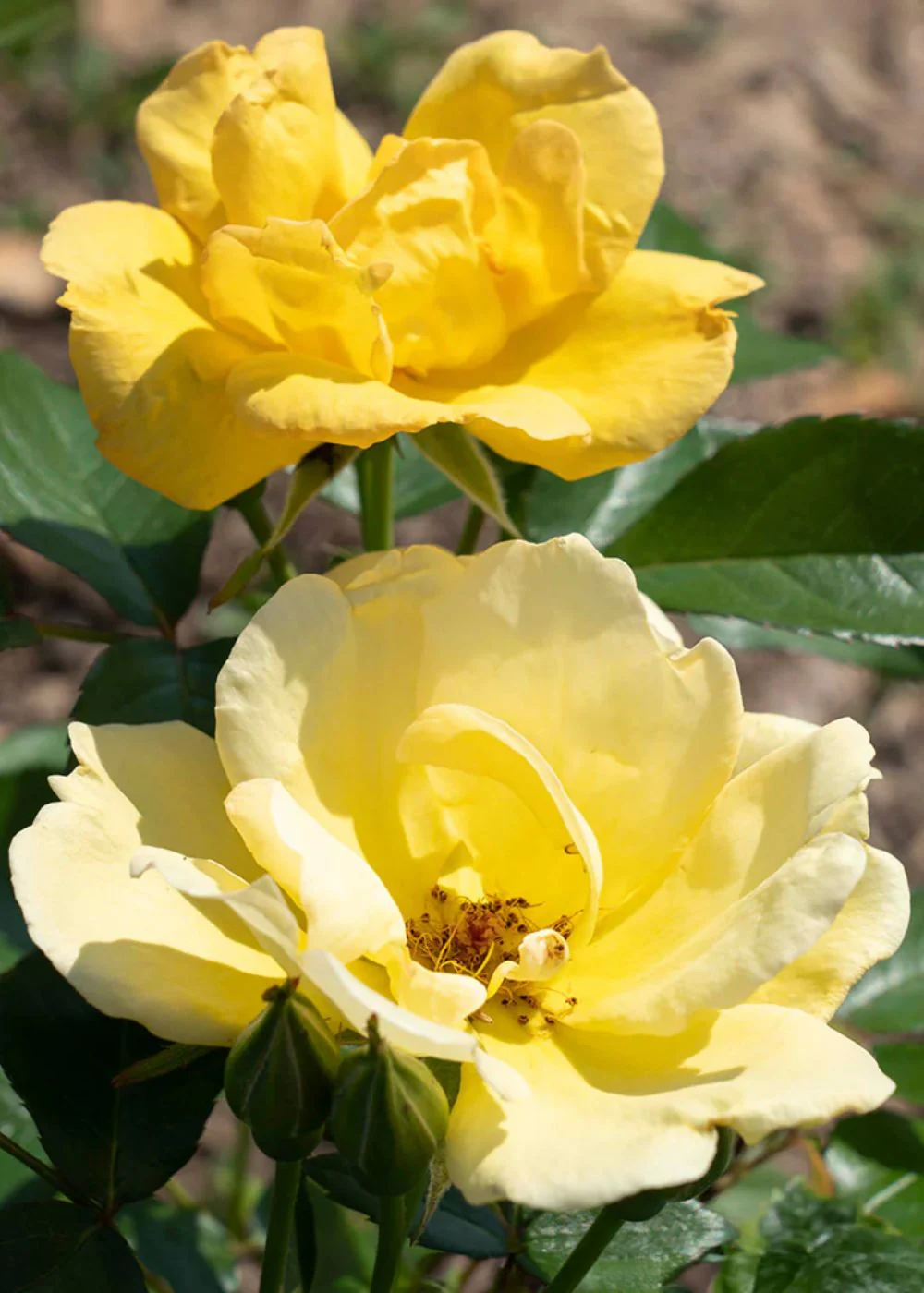 Easy Bee-zy™ Rose Potted - Image 3