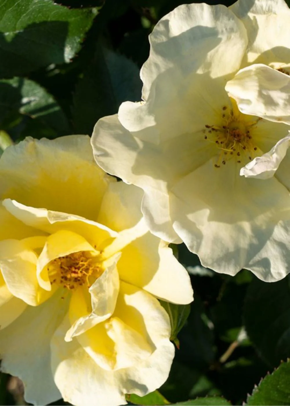 Easy Bee-zy™ Rose Potted - Image 4