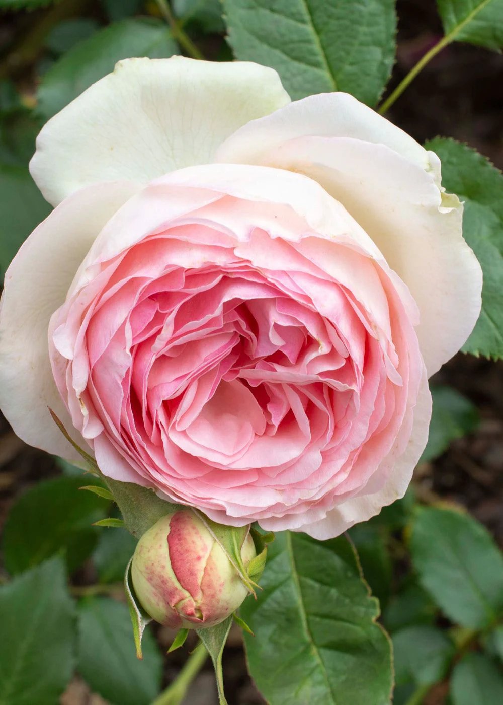 Eden Climber® Rose Bare Root (Archived)