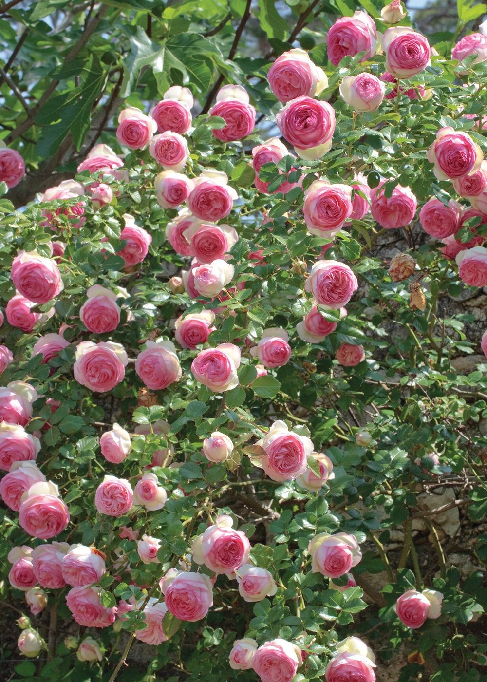 Eden Climber® Rose Bare Root (Archived) - Image 2