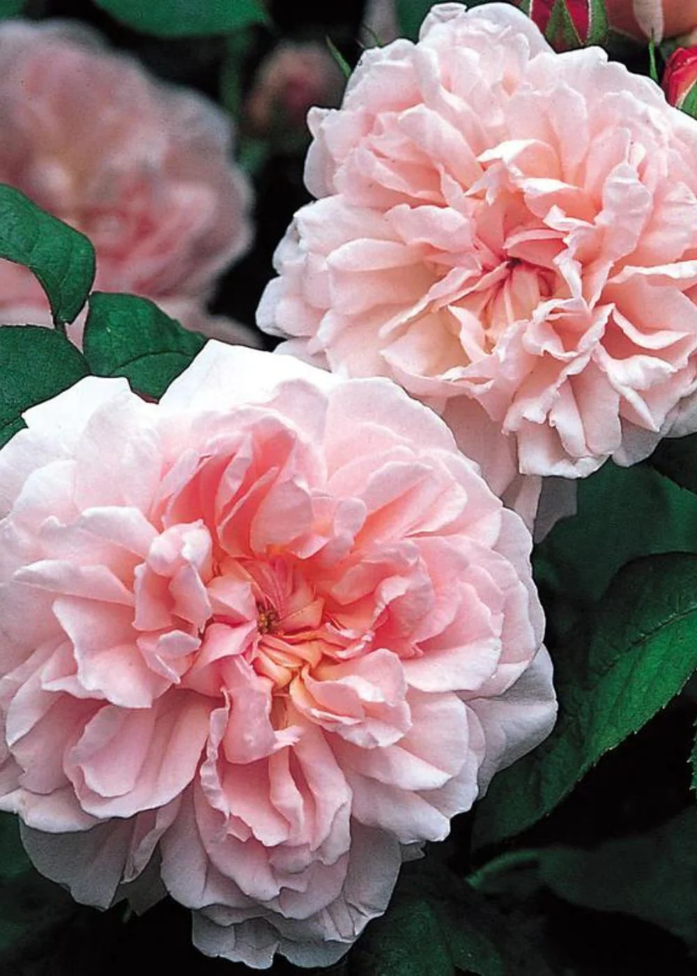 Eglantyne Rose Potted (Archived)