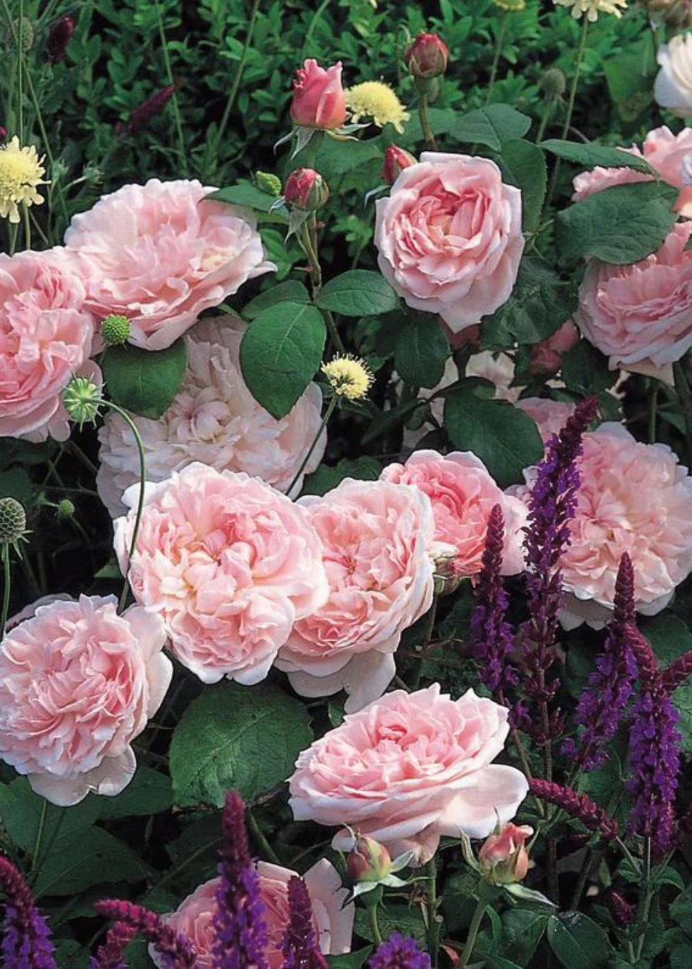 Eglantyne Rose Potted (Archived) - Image 2