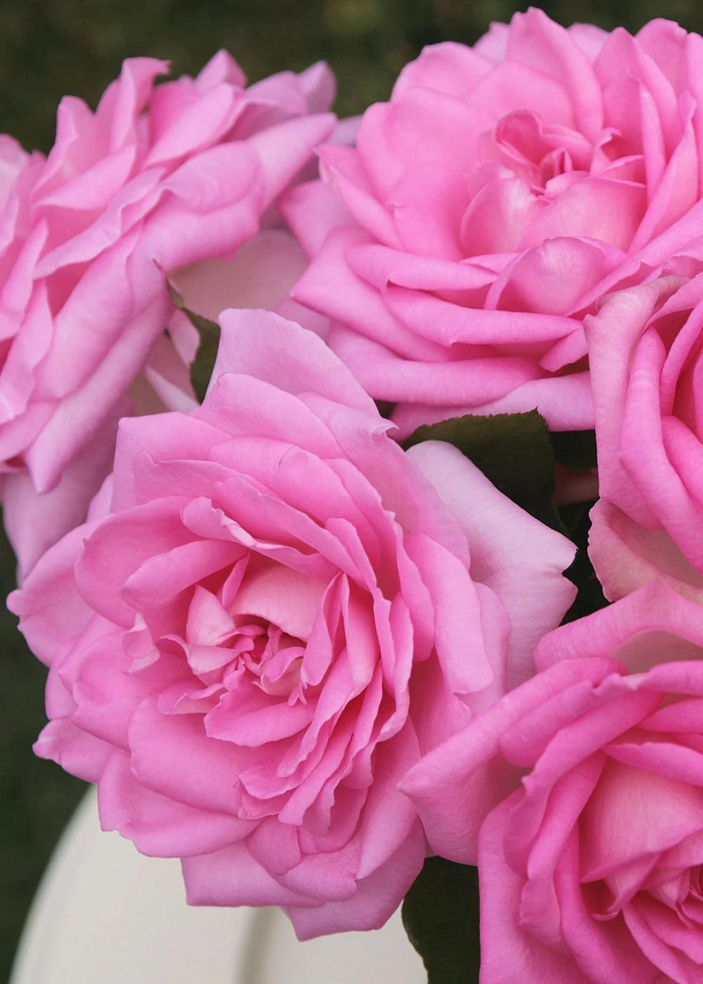 Eleganza® Beverly Rose Potted