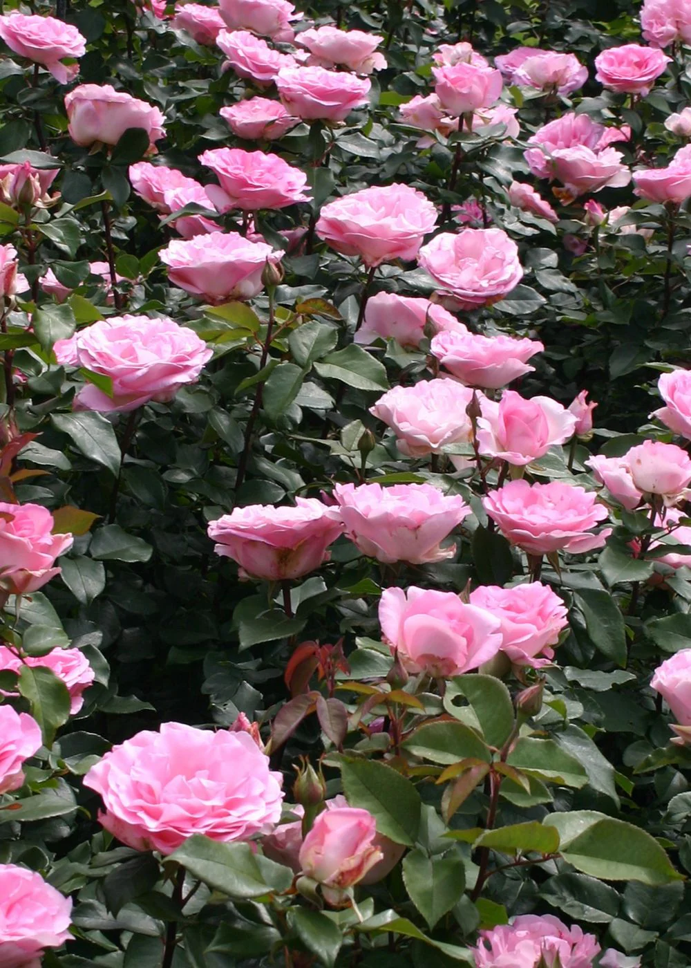 Eleganza® Beverly Rose Potted - Image 2
