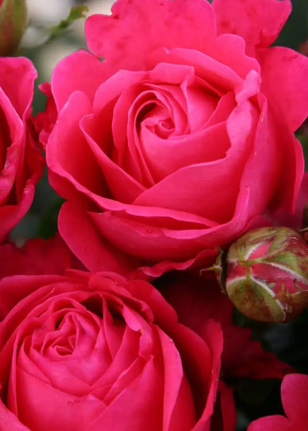 Eleganza® Fiji⢠Rose Bare Root (Archived)