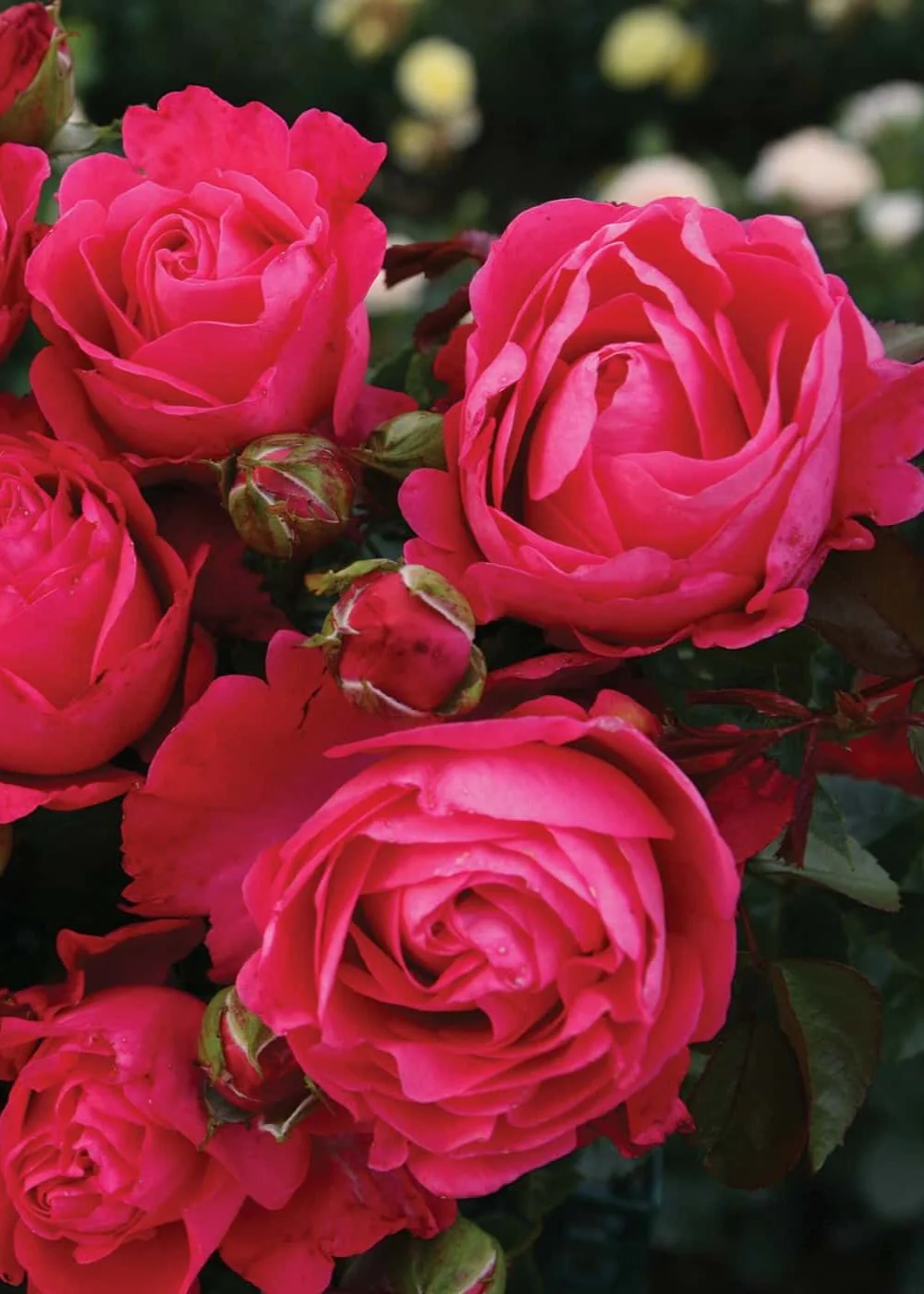 Eleganza® Fiji⢠Rose Bare Root (Archived) - Image 2
