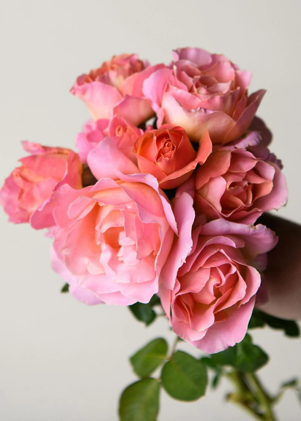ElleĀ® Rose Bare Root (Archived)