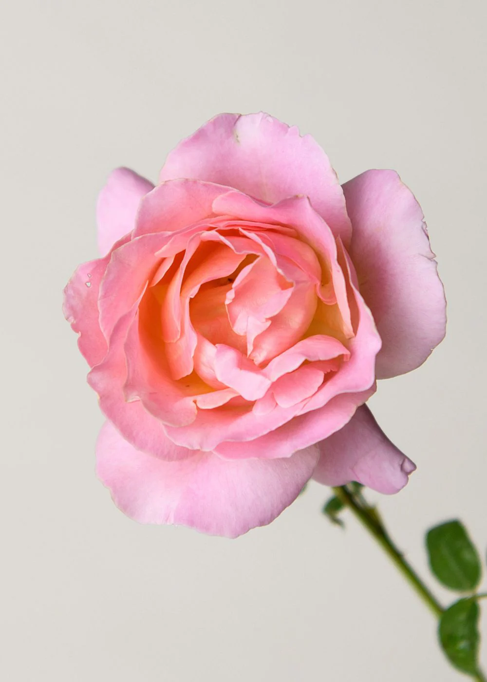 ElleĀ® Rose Bare Root (Archived) - Image 2