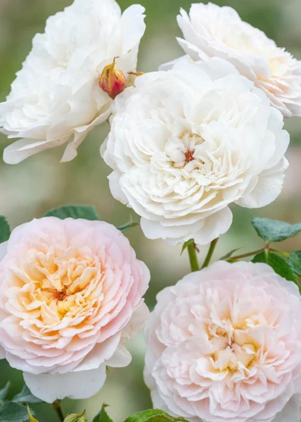 Emily Bronte Rose Potted (Archived)