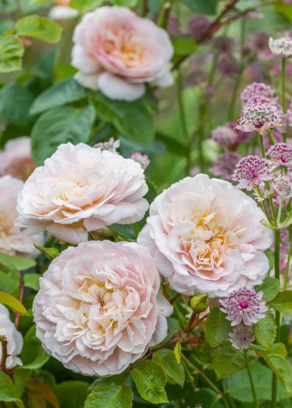 Emily Bronte Rose Potted (Archived) - Image 2