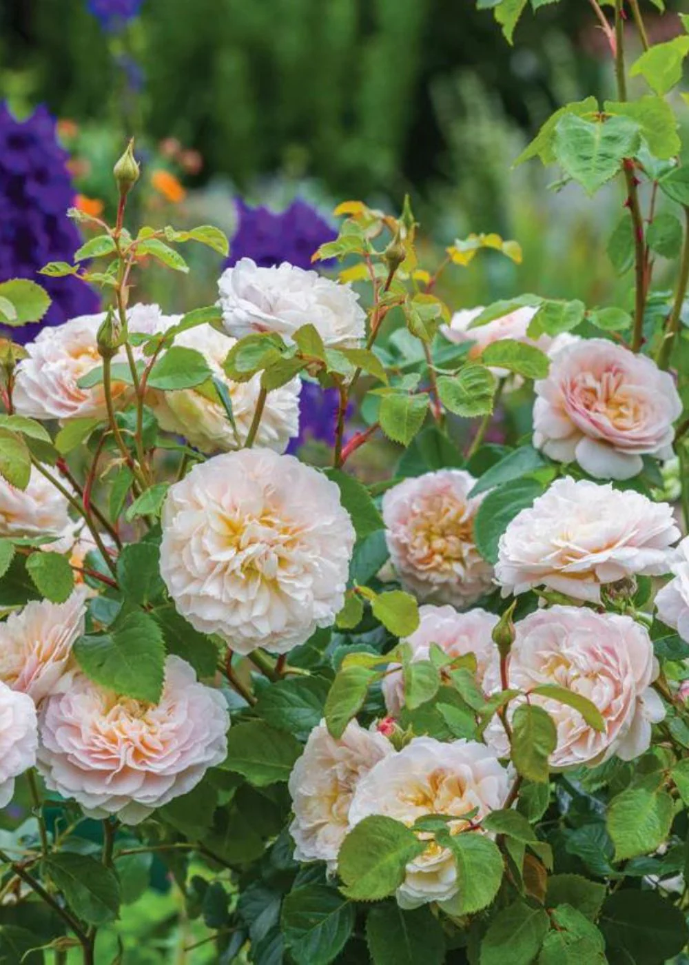 Emily Bronte Rose Potted (Archived) - Image 3