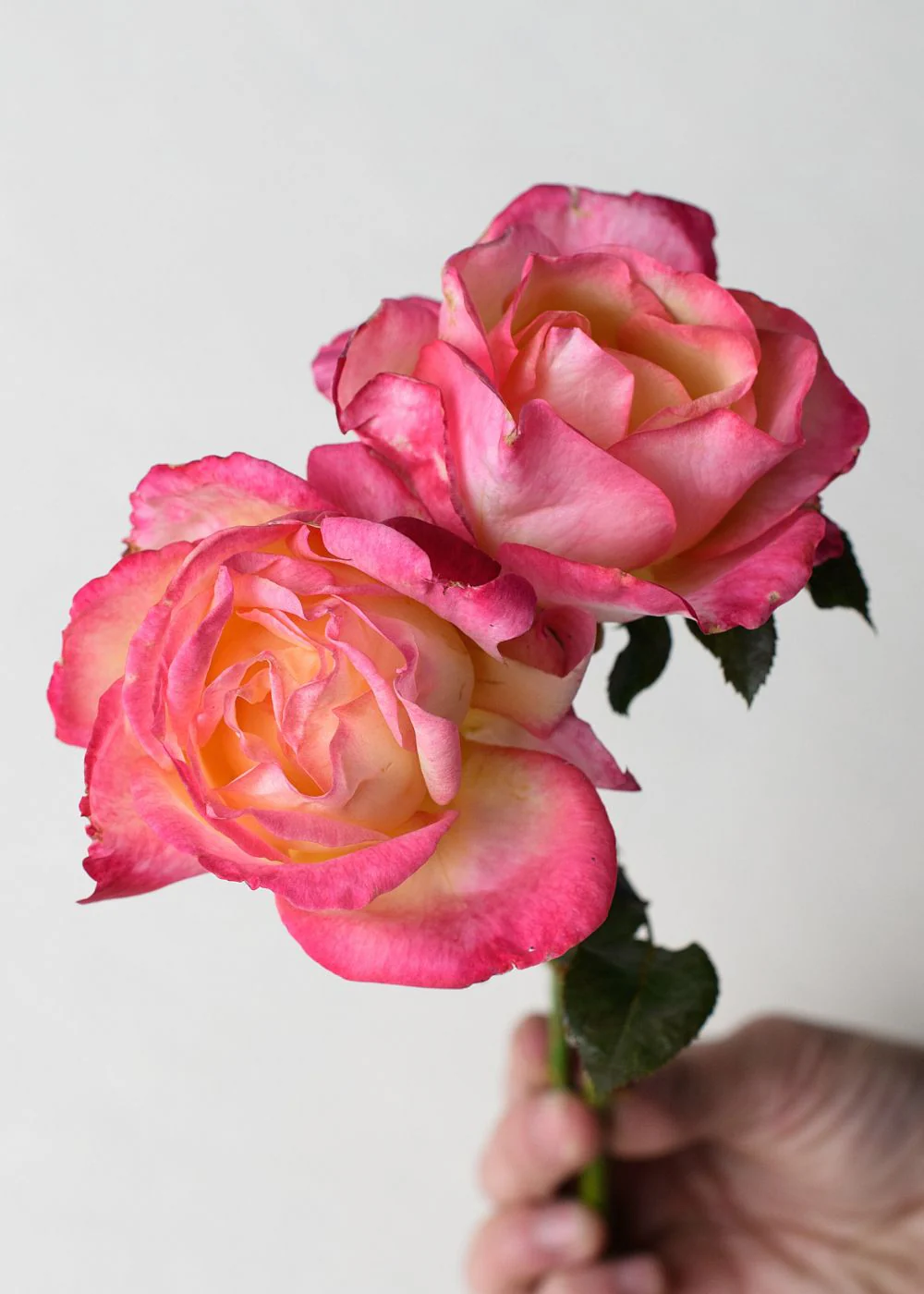 Enchanted Peace™ Rose Potted (Archived)