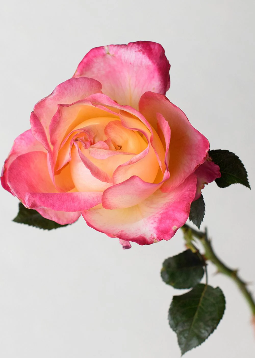 Enchanted Peace™ Rose Potted (Archived) - Image 2