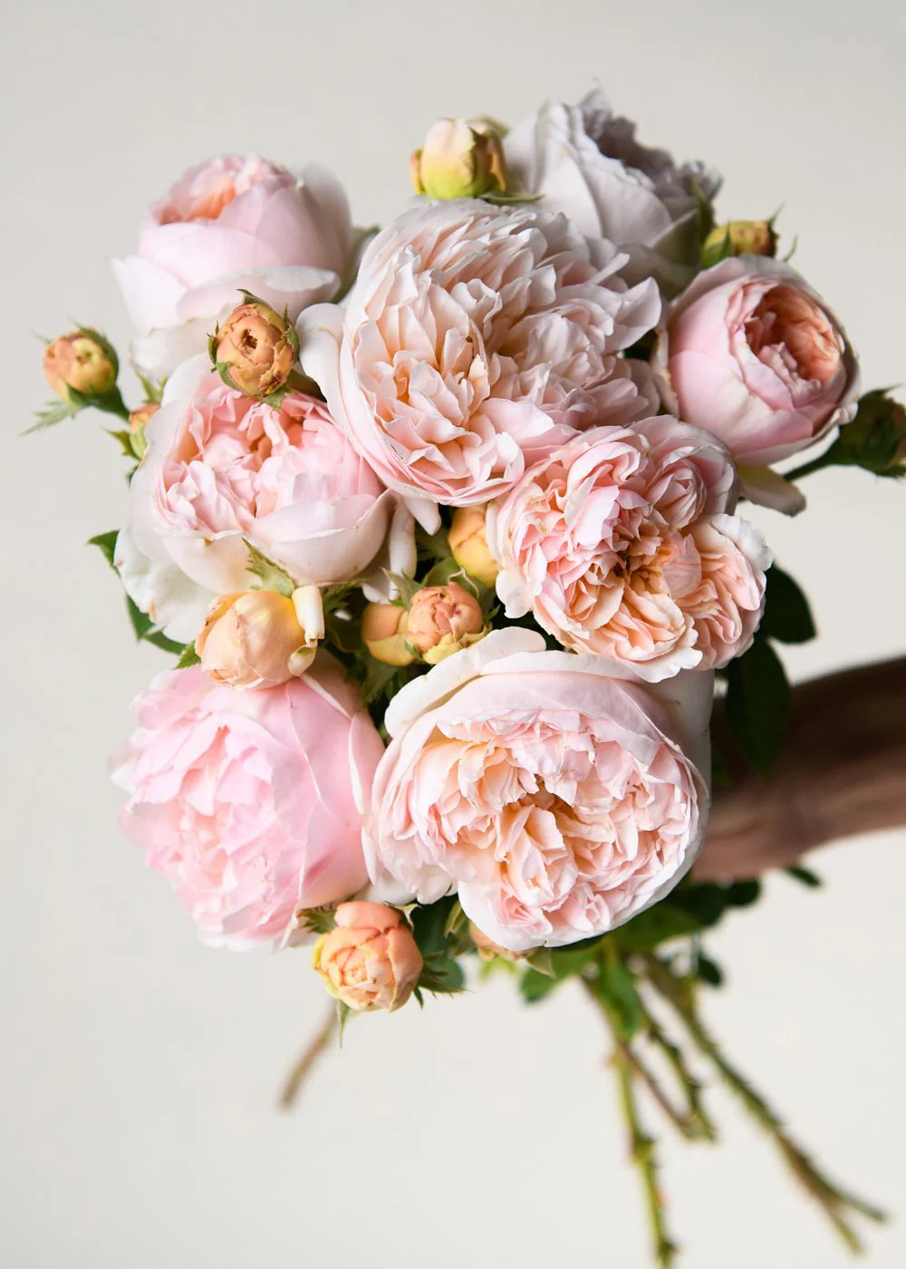 Evelyn Rose Potted (Archived)