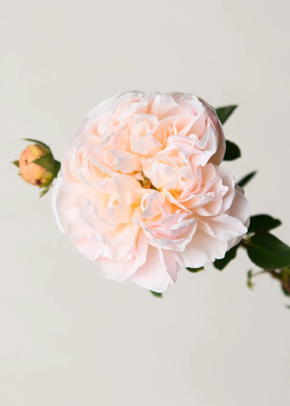 Evelyn Rose Potted (Archived) - Image 2